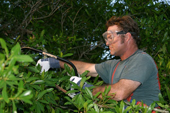 Tree Trimmer bradenton sarasota lawn service